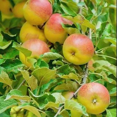 Яблоня ПАМЯТЬ БЛЫНСКОГО колонновидная  Яблоня ПАМЯТЬ БЛЫНСКОГО колонновидная в Калуге
