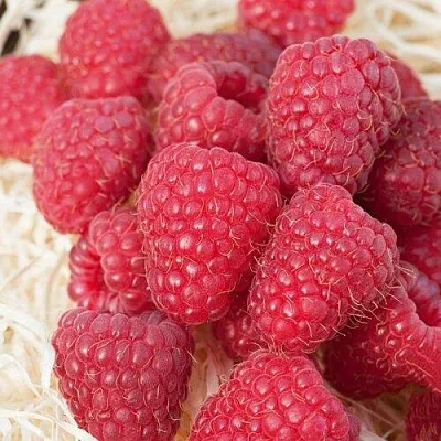 Малина МАРАСТАР в Калуге