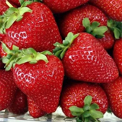 Клубника СКАЛА  Клубника СКАЛА в Калуге