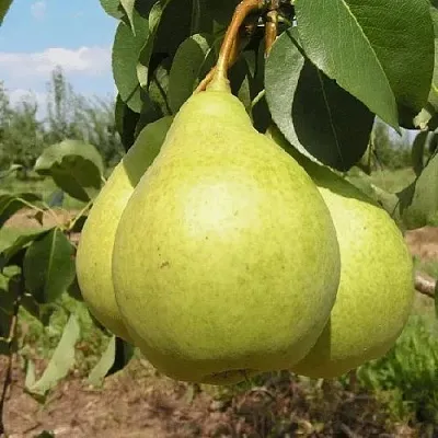Груша МЕДОВАЯ колонновидная  Груша Медовая Колонновидная в Калуге