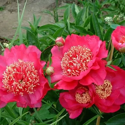 Пион БАРРИНГТОН БЕЛЬ травянистый в Калуге