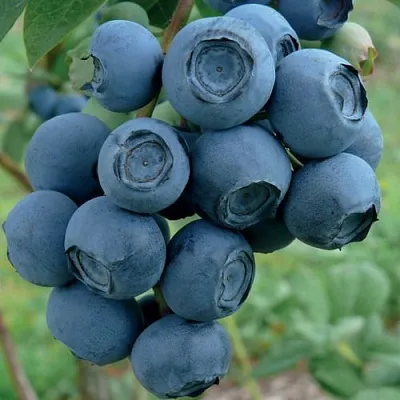 Голубика РУБЕЛ  Голубика РУБЕЛ в Калуге