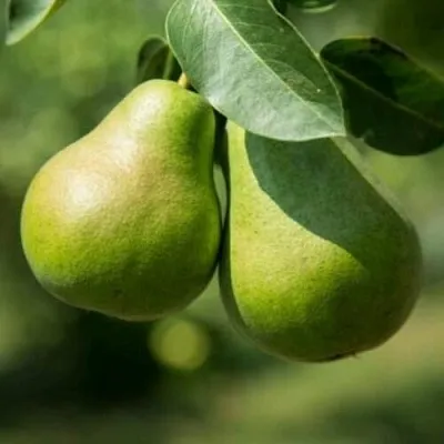 Груша Г-1 колонновидная  Груша Г-1 колонновидная в Калуге