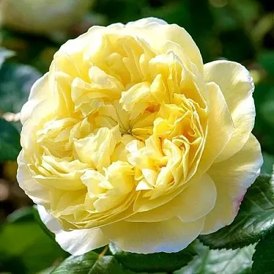 Саженцы роз ЧАРЛЬЗ ДАРВИН английская  Саженцы роз ЧАРЛЬЗ ДАРВИН английская в Калуге