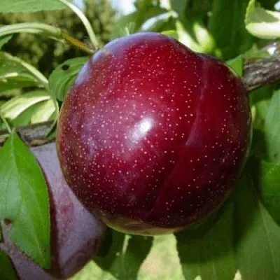 ШАРАФУГА  ШАРАФУГА в Калуге