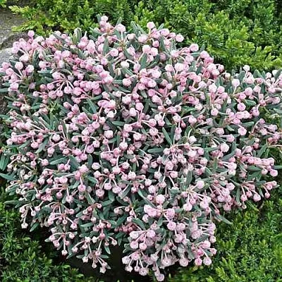 Андромеда БЛЮ АЙС многолистная  Андромеда БЛЮ АЙС многолистная в Калуге