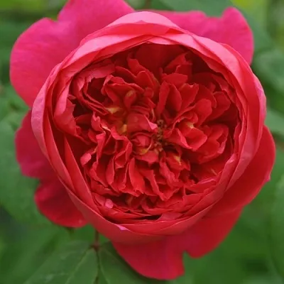 Саженцы роз БЕНДЖАМИН БРИТТЕН шраб  Саженцы роз БЕНДЖАМИН БРИТТЕН шраб в Калуге