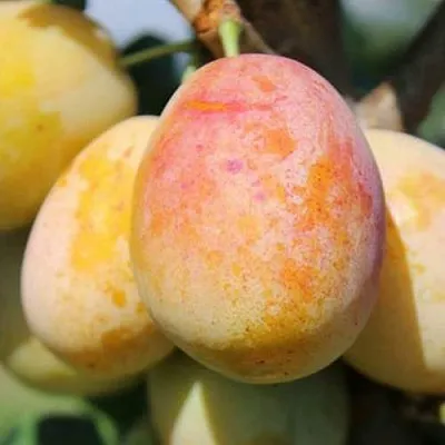 АПРИМИРА  АПРИМИРА в Калуге