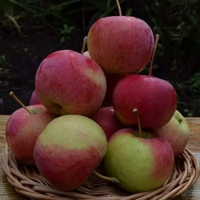 Яблоня РОДНИКОВАЯ  Яблоня РОДНИКОВАЯ в Калуге