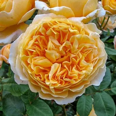 Саженцы роз БЕАТРИС английская  Саженцы роз БЕАТРИС английская в Калуге