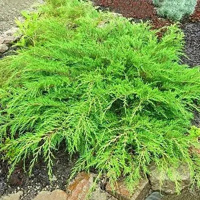 Микробиота ЯКОБСЕН перекрестнопарная  Микробиота ЯКОБСЕН перекрестнопарная в Калуге