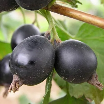 ЙОШТА  ЙОШТА в Калуге