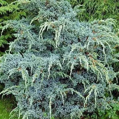 Можжевельник БЛЮ АЛЬПС китайский в Калуге