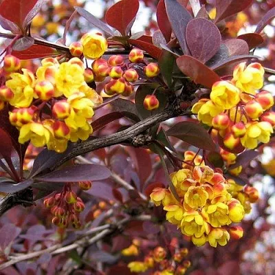 Барбарис СУПЕРБА оттавский   Барбарис СУПЕРБА оттавский  в Калуге