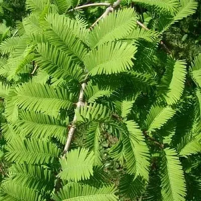 Метасеквойя  ГЛИПТОСТРОБОИДНАЯ  в Калуге