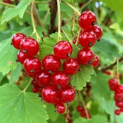 Смородина красная МААРСЕС ПРОМИНЕНТ в Калуге