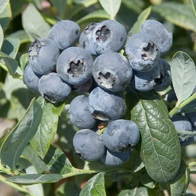 Голубика БРИГИТТА  Голубика БРИГИТТА в Калуге