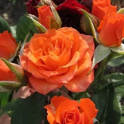 Саженцы роз АЛЕГРИЯ спрей  Саженцы роз АЛЕГРИЯ спрей в Калуге