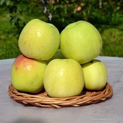 Яблоня БИРСКОЕ ГРУШЕВОЕ (БИЧИК)  Яблоня БИРСКОЕ ГРУШЕВОЕ (БИЧИК) в Калуге