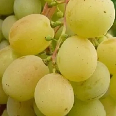 Виноград ТАЛИСМАН в Калуге