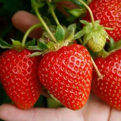 Клубника ПОРТОЛА ремонтантная  Клубника ПОРТОЛА ремонтантная в Калуге