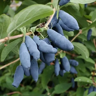 Жимолость съедобная ТОМИ японская в Калуге