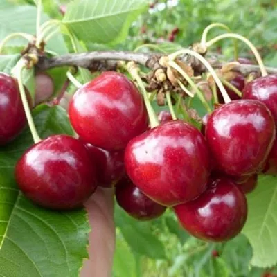 Вишня КОЛОННОВИДНАЯ  Вишня КОЛОННОВИДНАЯ в Калуге