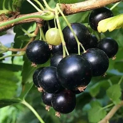 Смородина чёрная ДАБРАДЗЕЯ в Калуге