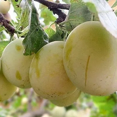 Слива УТРО  Слива УТРО в Калуге