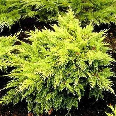 Можжевельник МОРДИГАН ГОЛД средний в Калуге