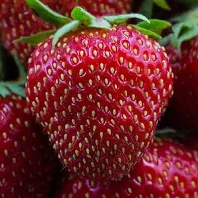 Клубника НАНДИ  Клубника НАНДИ в Калуге