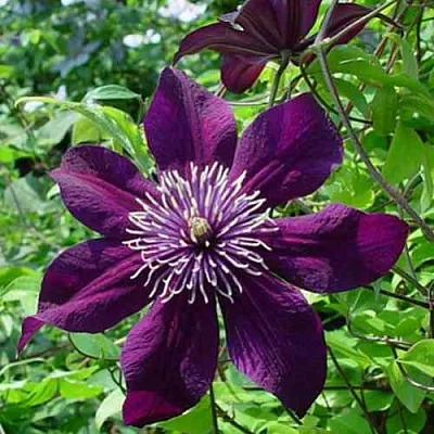 Клематис ПАНТЕР в Калуге