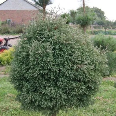 Туя вересковидная  Туя вересковидная в Калуге