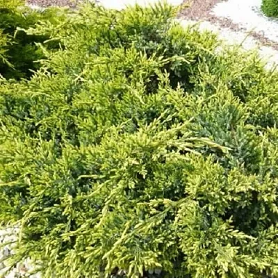 Можжевельник ГОЛД СТАР средний  Можжевельник ГОЛД СТАР средний в Калуге