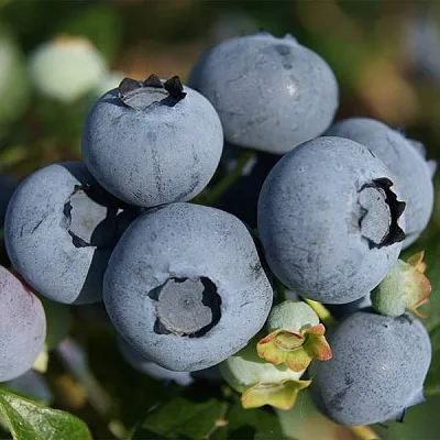 Высокорослые сорта   Высокорослые сорта  в Калуге