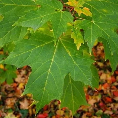 Клен сахарный  Клен сахарный в Калуге