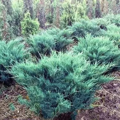 Можжевельник БЛЮ ДАНУБ казацкий  Можжевельник БЛЮ ДАНУБ казацкий в Калуге
