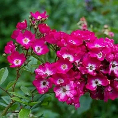 Саженцы роз МАРДЖОРИ ФЕЙР полиантовая  Саженцы роз МАРДЖОРИ ФЕЙР полиантовая в Калуге