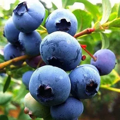 Низкорослые сорта   Низкорослые сорта  в Калуге