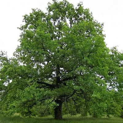 Дуб черешчатый   Дуб черешчатый  в Калуге