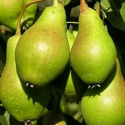 Груша АННУШКА в Калуге