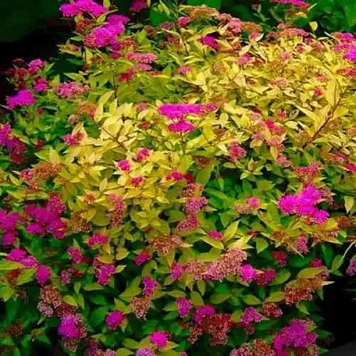 Спирея ГОЛДЕН ПРИНЦЕСС японская в Калуге