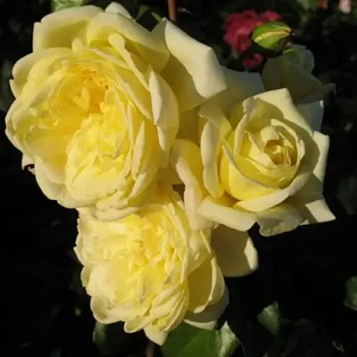 Саженцы роз КАЗИНО плетистая  Саженцы роз КАЗИНО плетистая в Калуге