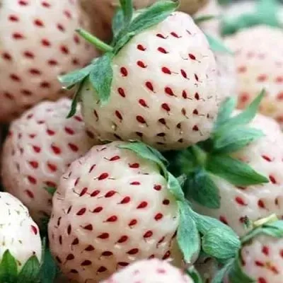 Клубника АНАНАСА ремонтантная  Клубника АНАНАСА ремонтантная в Калуге