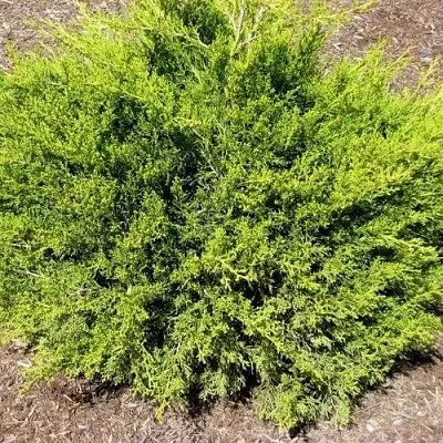 Можжевельник ИЗАБЕЛИН китайский в Калуге