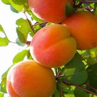 Абрикос КРЫМСКИЙ АМУР  Абрикос КРЫМСКИЙ АМУР в Калуге