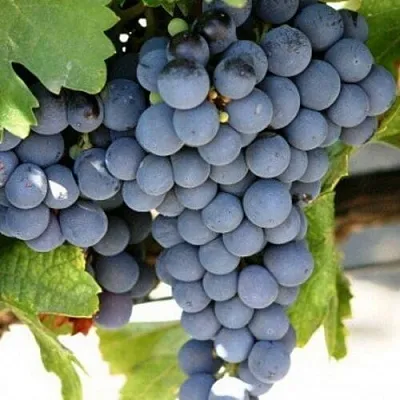 Виноград ЧЕСУРАН  Виноград ЧЕСУРАН в Калуге