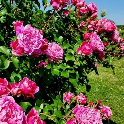 Саженцы роз ИНЕС САСТР плетистая  Саженцы роз ИНЕС САСТР плетистая в Калуге