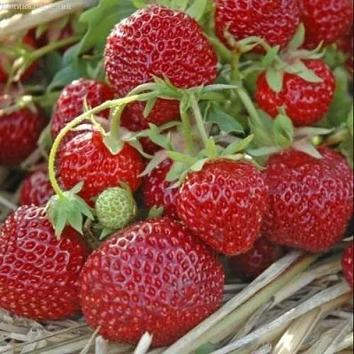 Клубника ЗЕНГА-ЗЕНГАНА  Клубника ЗЕНГА-ЗЕНГАНА в Калуге