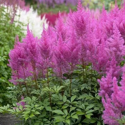 Астильба АМЕТИСТ Арендса в Калуге